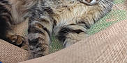Kana a rejoint le concours — aidez-le/la à gagner de superbes lots ! animal, brown, burlap, cat, closeup, cozy, curious, cute, ears, fur, indoor, pet, relaxing, resting, sack, soft, striped, tabby, texture, whiskers