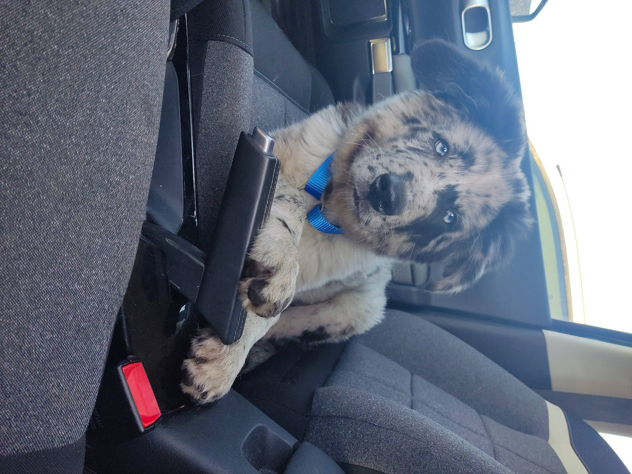 Tommy a rejoint le concours — aidez-le/la à gagner de superbes lots ! auto_part, automotive_design, automotive_exterior, car, car_seat, car_seat_cover, electric_blue, family_car, hood, mode_of_transport, motor_vehicle, personal_luxury_car, plant, steering_part, steering_wheel, trunk, vehicle, vehicle_door, window, windshield