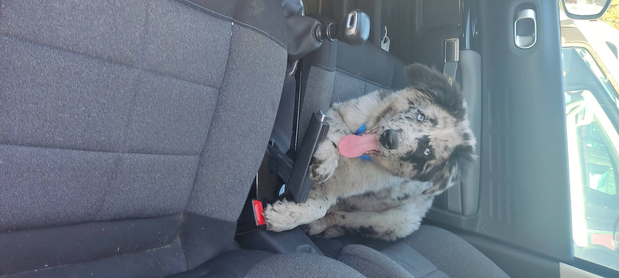 Tommy a rejoint le concours — aidez-le/la à gagner de superbes lots ! auto_part, automotive_exterior, car, car_seat, car_seat_cover, carnivore, companion_dog, dog, dog_breed, family_car, fur, gas, head_restraint, luxury_vehicle, motor_vehicle, personal_luxury_car, trunk, vehicle, vehicle_door