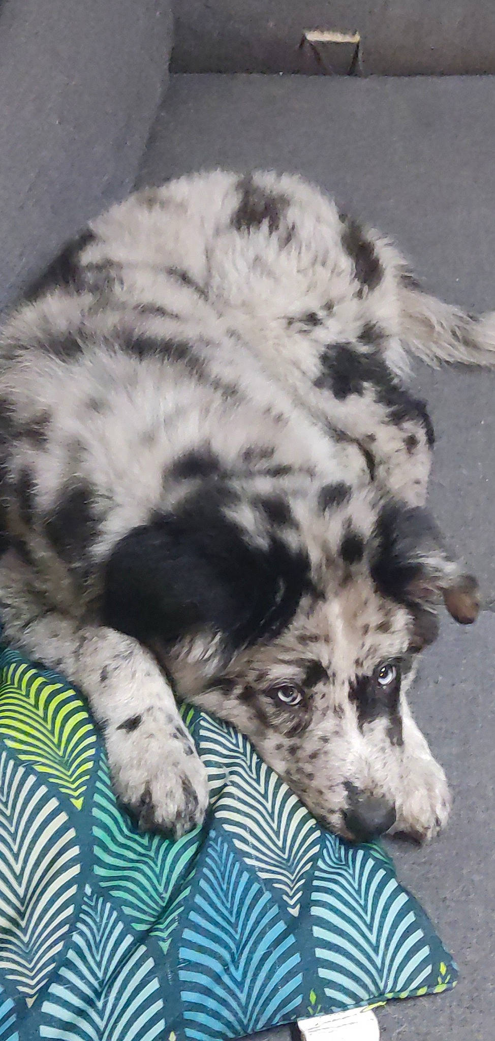 Tommy participe au concours pour gagner de l'argent avec cette photo : bored, canidae, carnivore, companion_dog, dog, dog_breed, fur, herding_dog, monochrome, monochrome_photography, pattern, paw, snout, sporting_group, terrestrial_animal, whiskers, working_animal, working_dog