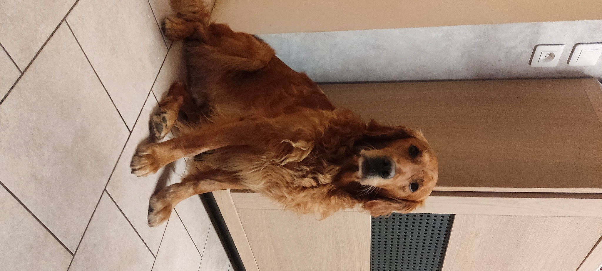 Link participe au concours pour gagner de l'argent avec cette photo : canidae, carnivore, companion_dog, dog, dog_breed, fawn, felidae, flooring, fur, gun_dog, hardwood, liver, paw, pet_supply, spaniel, sporting_group, tail, whiskers, wood, working_animal