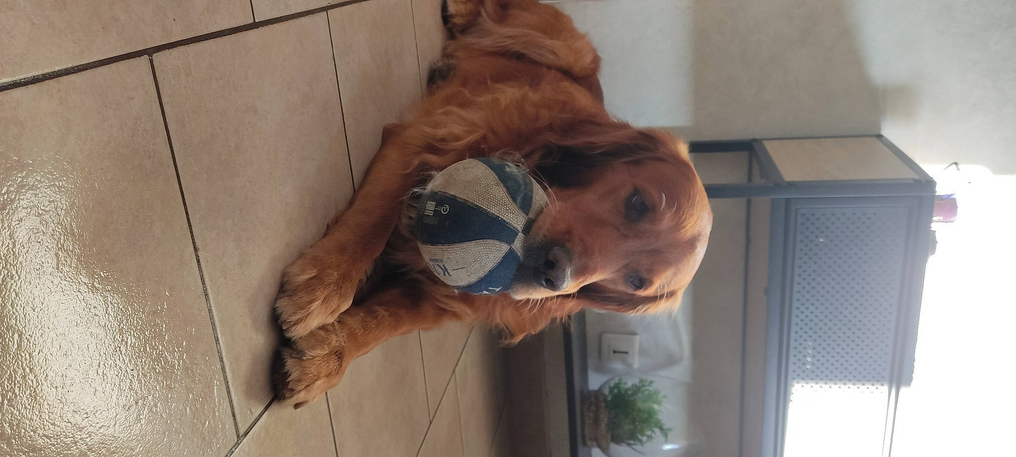 Link participe au concours pour gagner de l'argent avec cette photo : canidae, carnivore, companion_dog, dog, dog_breed, fawn, fur, guard_dog, jaw, liver, pet_supply, plant, selfie, snout, sporting_group, window, wood, working_animal, wrinkle