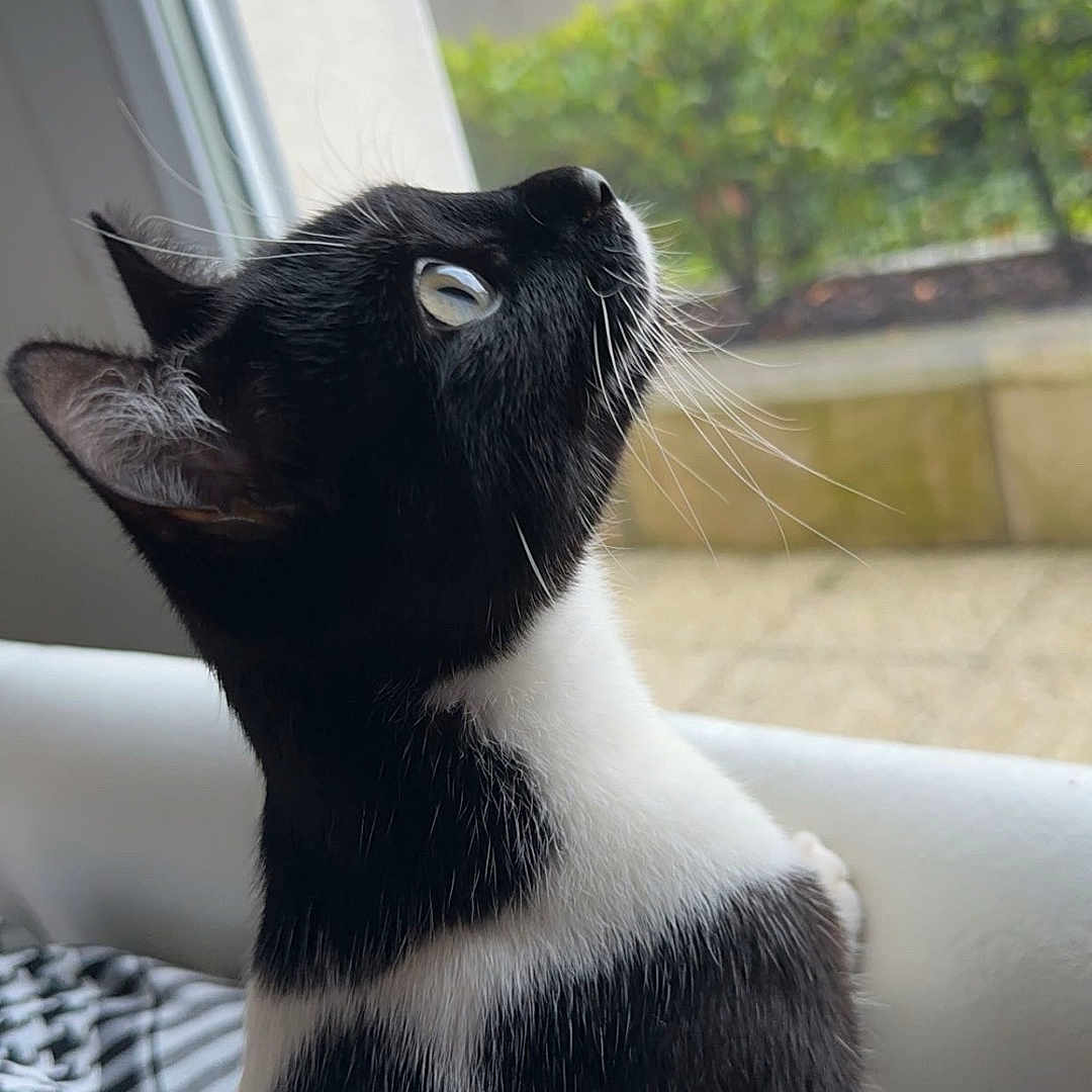 Nano participe au concours pour gagner de l'argent avec cette photo : abyssinian, animal, blackcat, cat, chair, couch, egyptiancat, furniture, kitten, manx, pet, plant, pottedplant, siamese, window