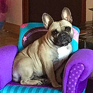 Jaiden participe au concours pour gagner de l'argent avec cette photo : canidae, carnivore, chair, comfort, companion_dog, dog, dog_breed, fawn, fur, furniture, non_sporting_group, pug, snout, sporting_group, terrestrial_animal, toy_dog, whiskers, working_animal, wrinkle