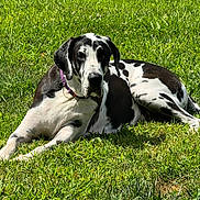 Pepper Potts joined the competition — help win amazing prizes! animal, black_and_white, canine, collar, dog, domestic_animal, fence, grass, great_dane, lying_down, mammal, nature, outdoor, pet, portrait, relaxed, resting, spotting, summer, sunlight