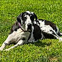 animal, black_and_white, canine, collar, dog, domestic_animal, fence, grass, great_dane, lying_down, mammal, nature, outdoor, pet, portrait, relaxed, resting, spotting, summer, sunlight