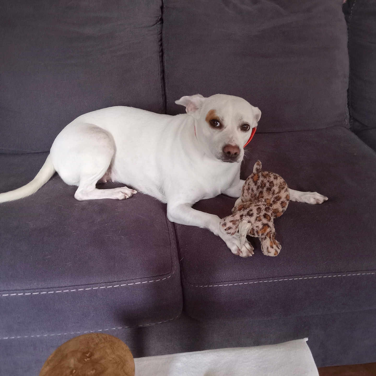 Lilly is registered to the contest to win money with this photo: animal, architecture, building, canine, chihuahua, couch, cushion, dog, electronics, furniture, head, homedecor, indoors, livingroom, person, pet, phone, pointer, remotecontrol, room