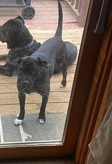 Kenya is registered to the contest to win money with this photo: canidae, carnivore, collar, companion_dog, dog, dog_breed, fawn, flooring, fur, guard_dog, hardwood, leash, metal, pet_supply, sculpture, snout, sporting_group, tail, wood, working_animal