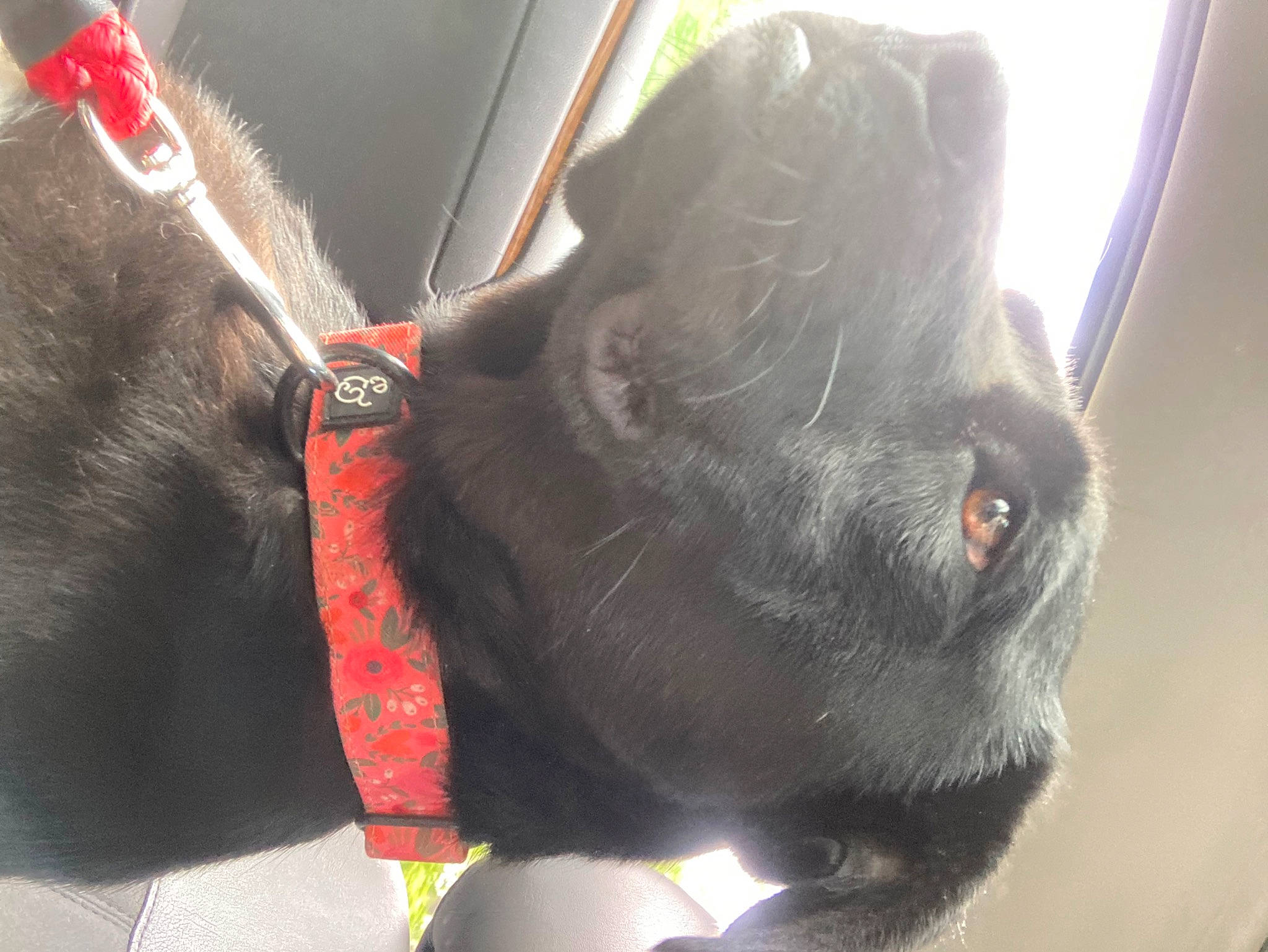 Kenya is registered to the contest to win money with this photo: canidae, carnivore, collar, companion_dog, dog, dog_breed, dog_collar, dog_supply, ear, fawn, fur, leash, liver, pet_supply, snout, sporting_group, tail, terrestrial_animal, whiskers, working_animal