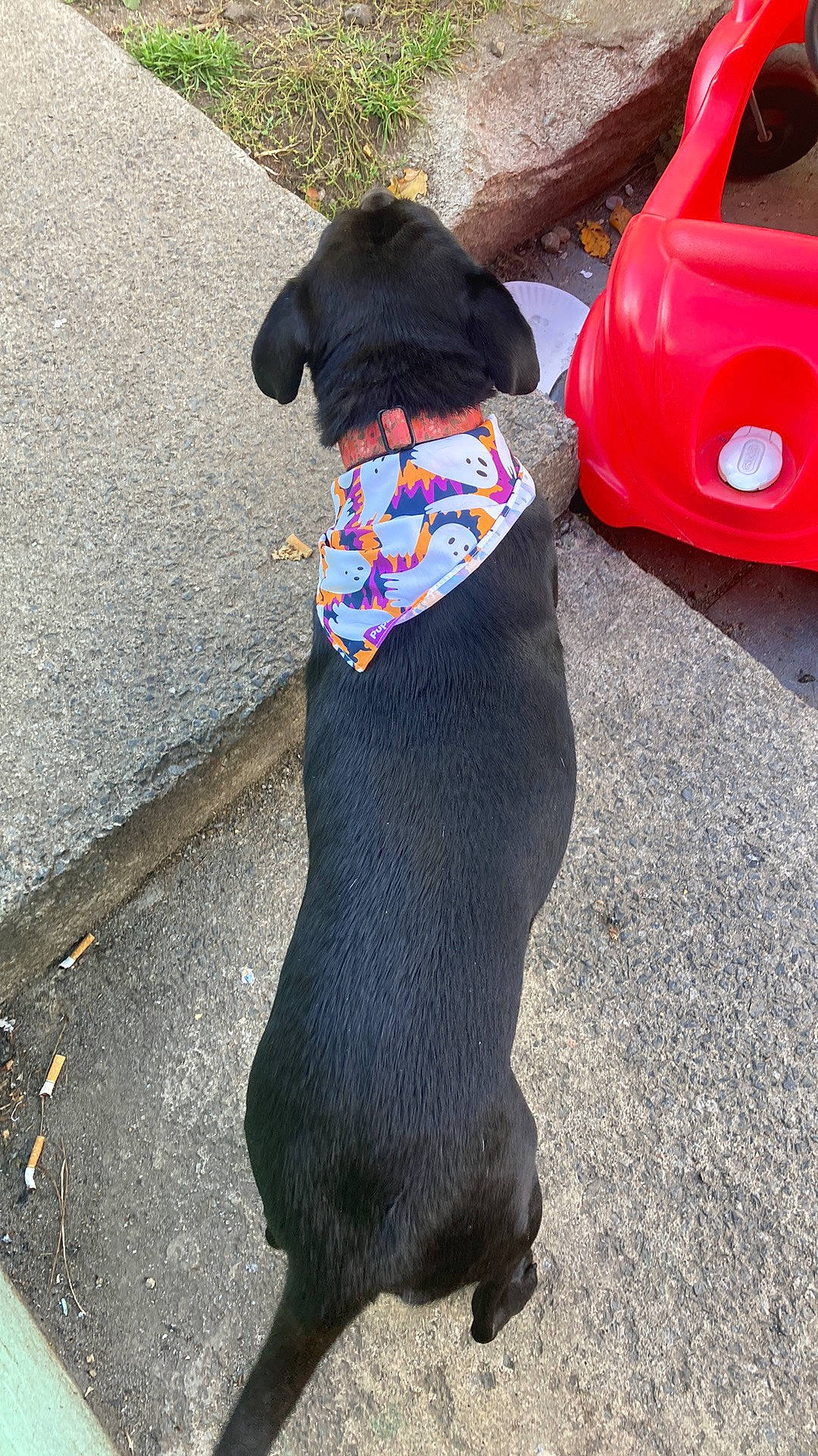 Kenya joined the competition — help win amazing prizes! asphalt, carnivore, collar, companion_dog, concrete, dog, dog_breed, dog_collar, dog_supply, fashion_accessory, flooring, fur, leash, luggage_and_bags, mammal, pet_supply, road_surface, sporting_group, tail, working_animal