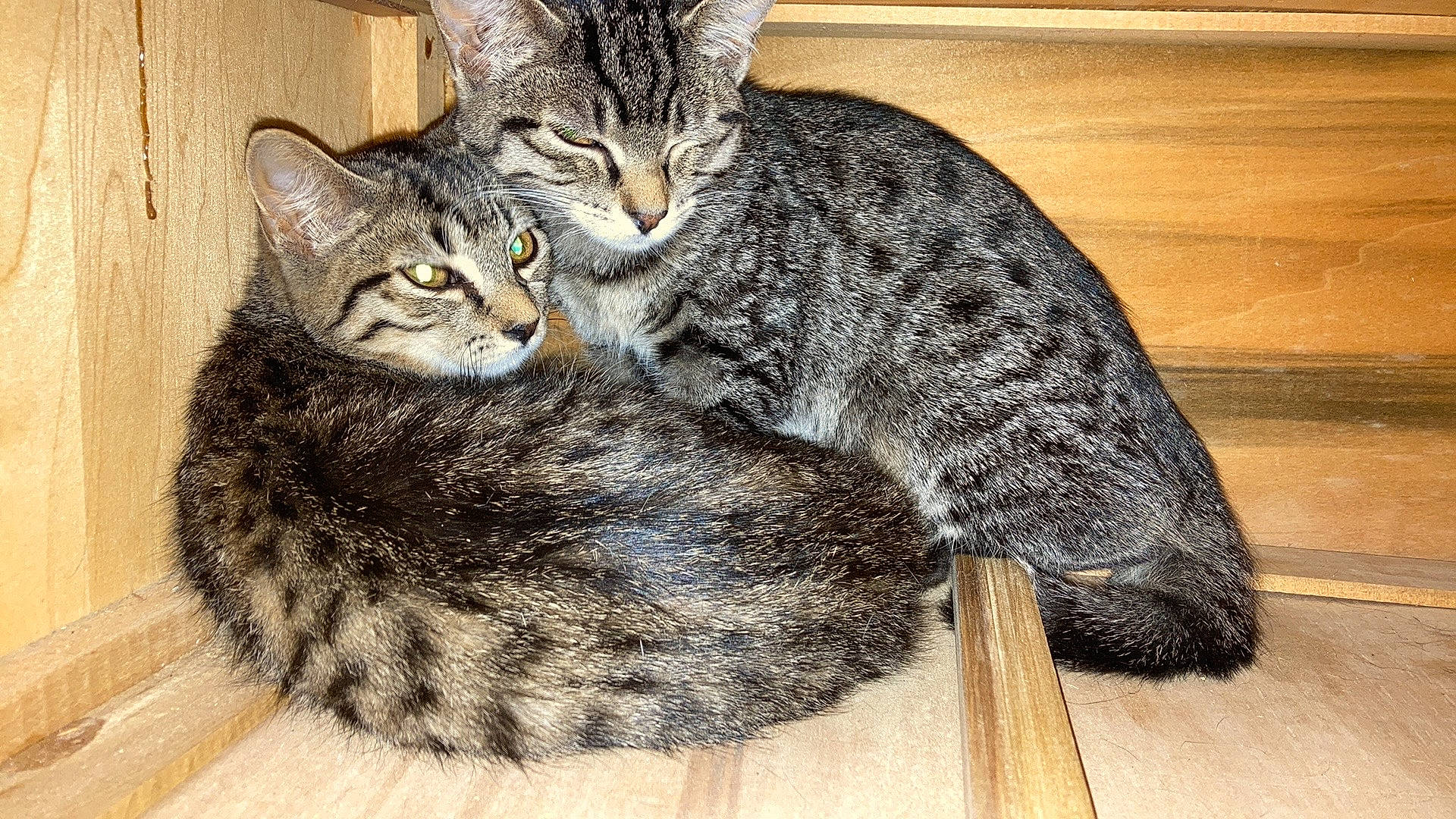 Rachael And Martha joined the competition — help win amazing prizes! carnivore, cat, claw, domestic_short_haired_cat, felidae, flooring, fur, hardwood, paw, sitting, small_to_medium_sized_cats, snout, tail, terrestrial_animal, whiskers, wood, wood_stain