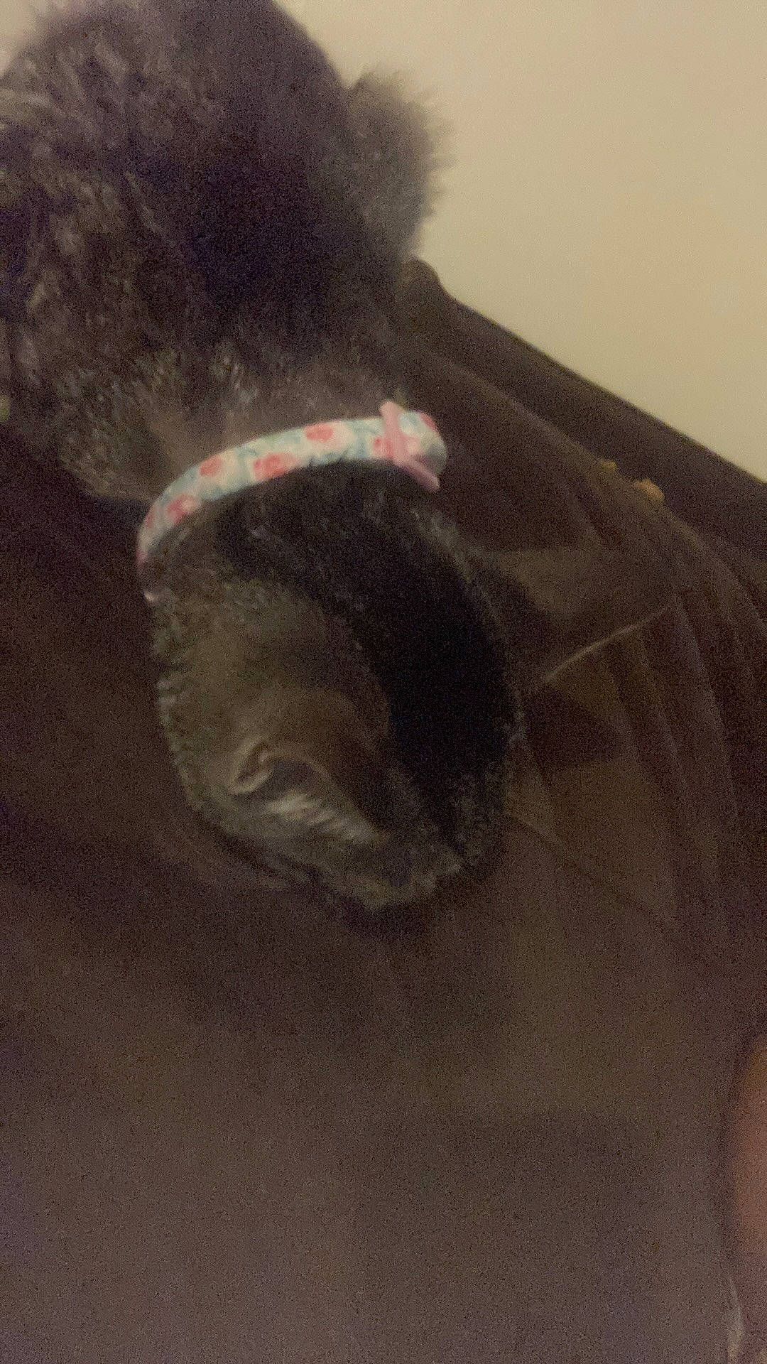 Rachael And Martha is registered to the contest to win money with this photo: brown, canidae, collar, dog_breed, fur, grey, liver, sleeve, sporting_group, tail, working_animal