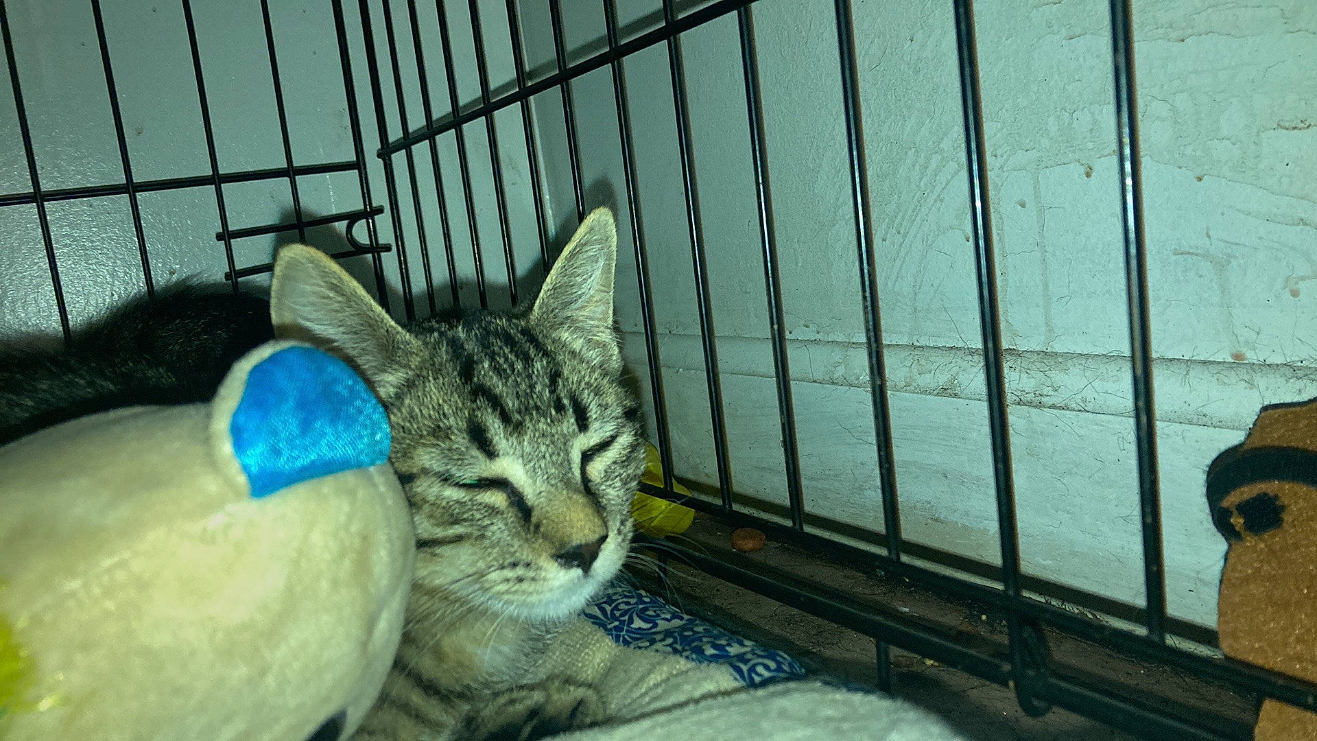 Rachael And Martha joined the competition — help win amazing prizes! animal_shelter, cage, carnivore, cat, claw, comfort, domestic_short_haired_cat, felidae, fence, fur, mesh, metal, paw, pet_supply, sitting, small_to_medium_sized_cats, snout, tail, whiskers, wildlife