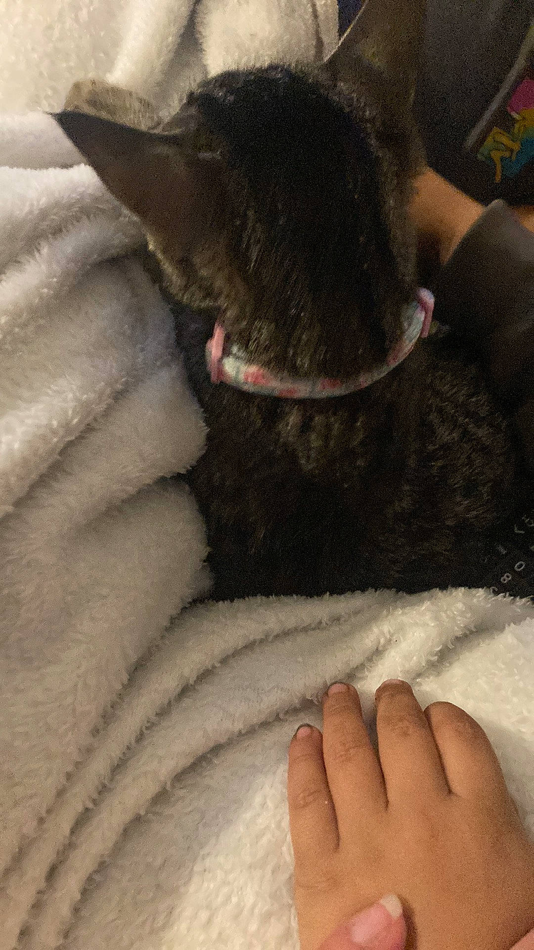 Rachael And Martha is registered to the contest to win money with this photo: barefoot, carnivore, comfort, companion_dog, dog_breed, fawn, felidae, finger, foot, fur, gesture, human_body, human_leg, nail, paw, small_to_medium_sized_cats, snout, tail, toe, whiskers
