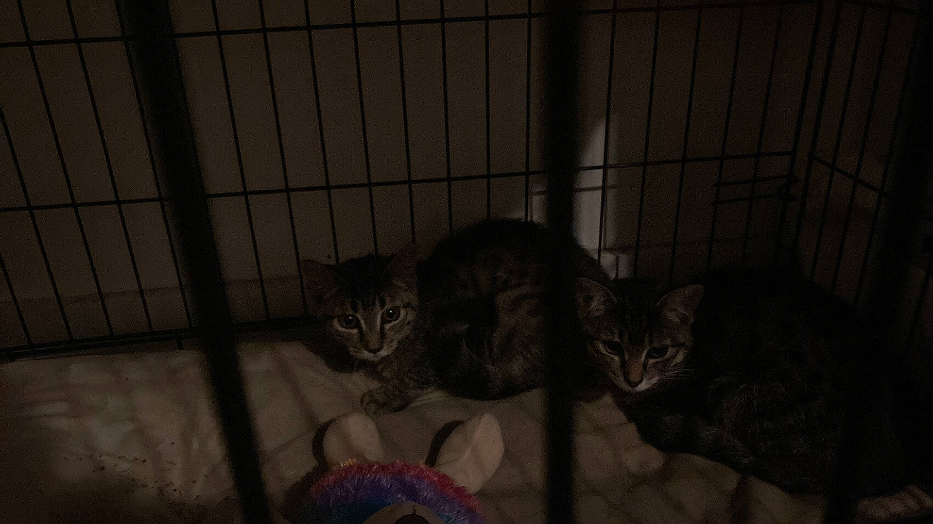 Rachael And Martha is registered to the contest to win money with this photo: animal_shelter, cage, carnivore, cat, comfort, darkness, domestic_short_haired_cat, felidae, fur, grey, night, pet_supply, service, small_to_medium_sized_cats, snout, still_life_photography, tail, terrestrial_animal, whiskers, wood