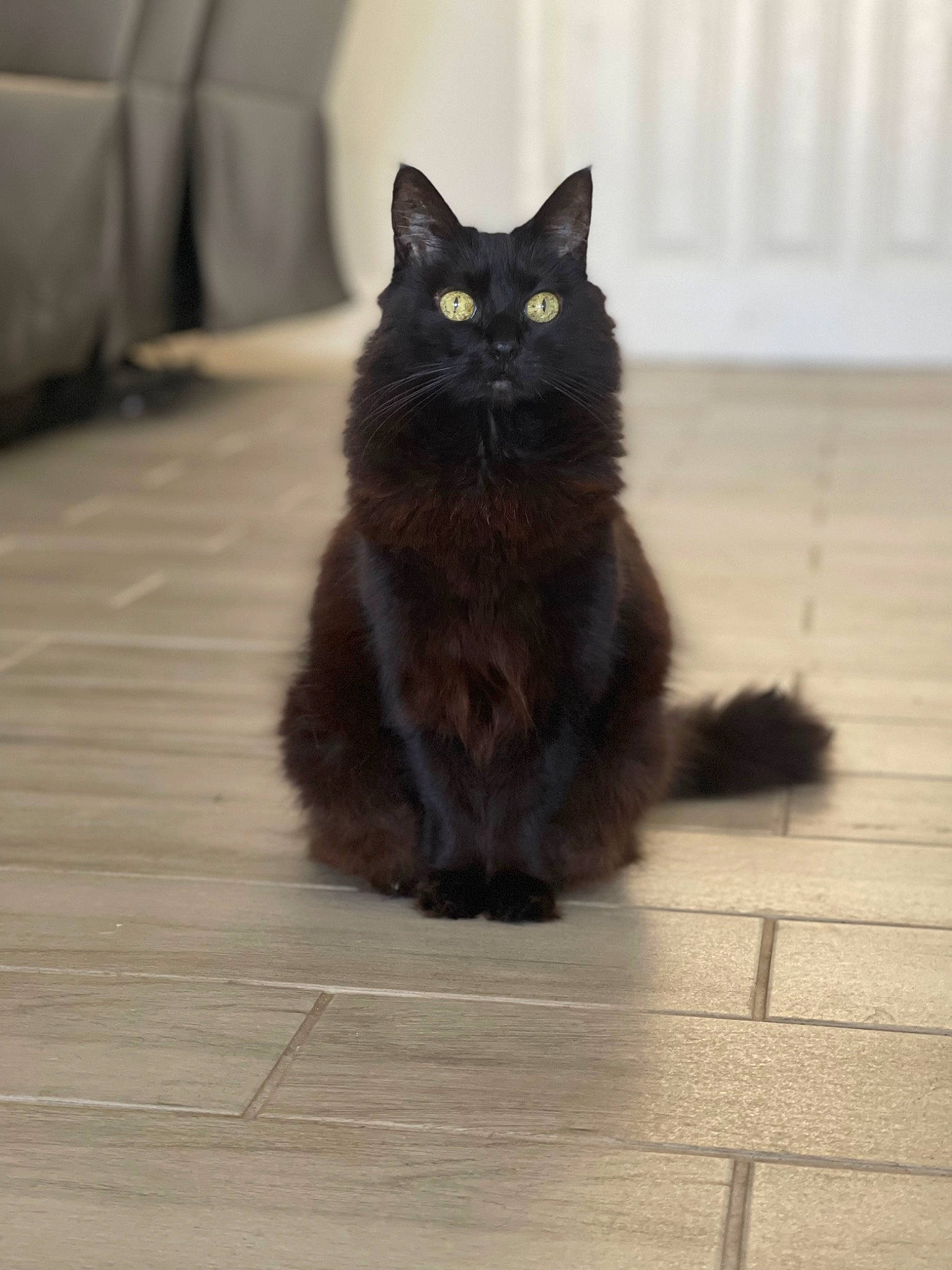 Chocolate joined the competition — help win amazing prizes! automotive_tire, black_cat, carnivore, cat, claw, domestic_short_haired_cat, felidae, floor, flooring, fur, grey, hardwood, paw, road_surface, small_to_medium_sized_cats, snout, tail, terrestrial_animal, whiskers, wood