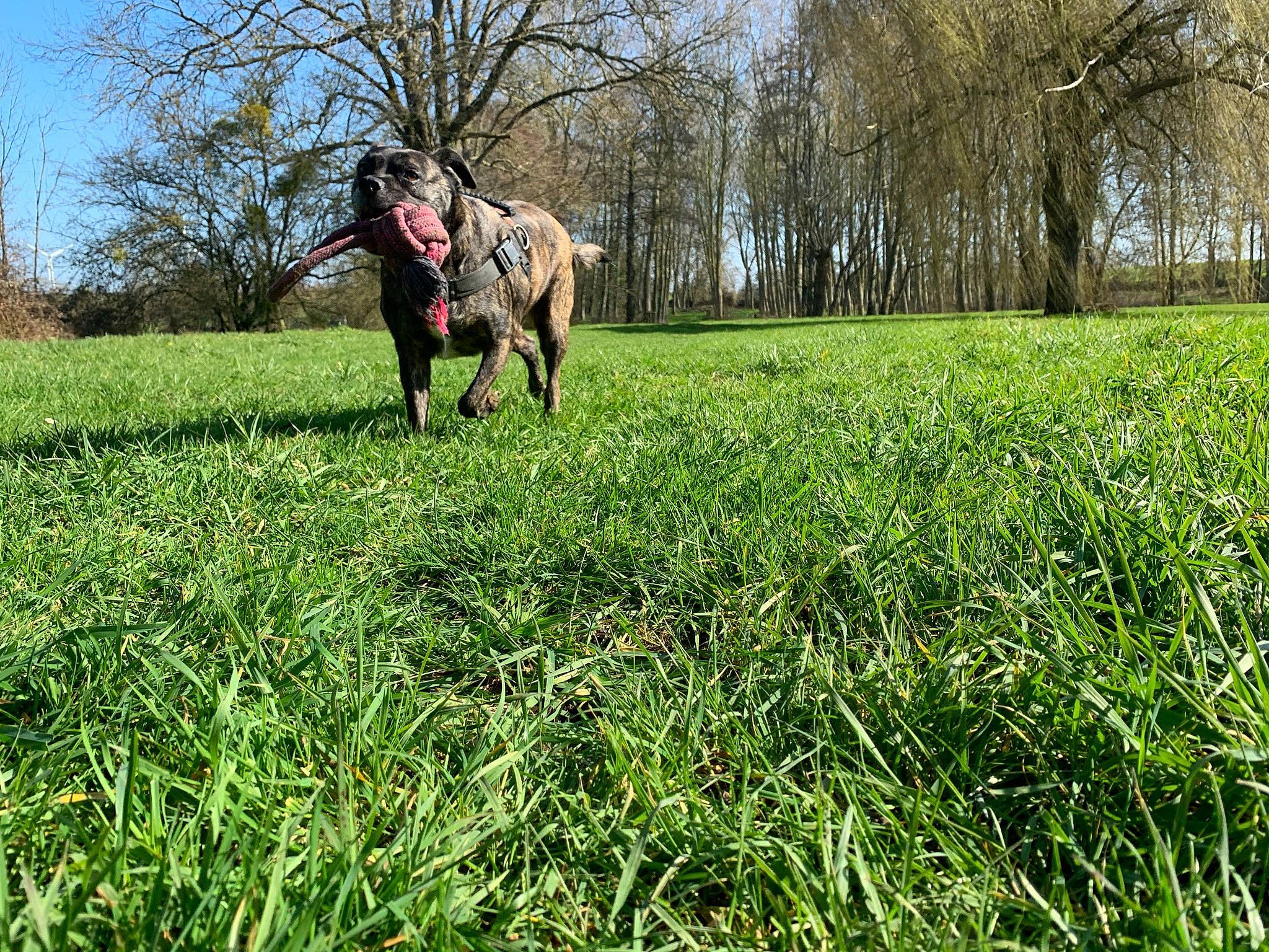 Layla participe au concours pour gagner de l'argent avec cette photo : bridle, equestrian_sport, grass, grassland, groundcover, horse, horse_supplies, horse_tack, landscape, meadow, natural_landscape, pack_animal, pasture, people_in_nature, plant, prairie, rein, sky, tree, working_animal