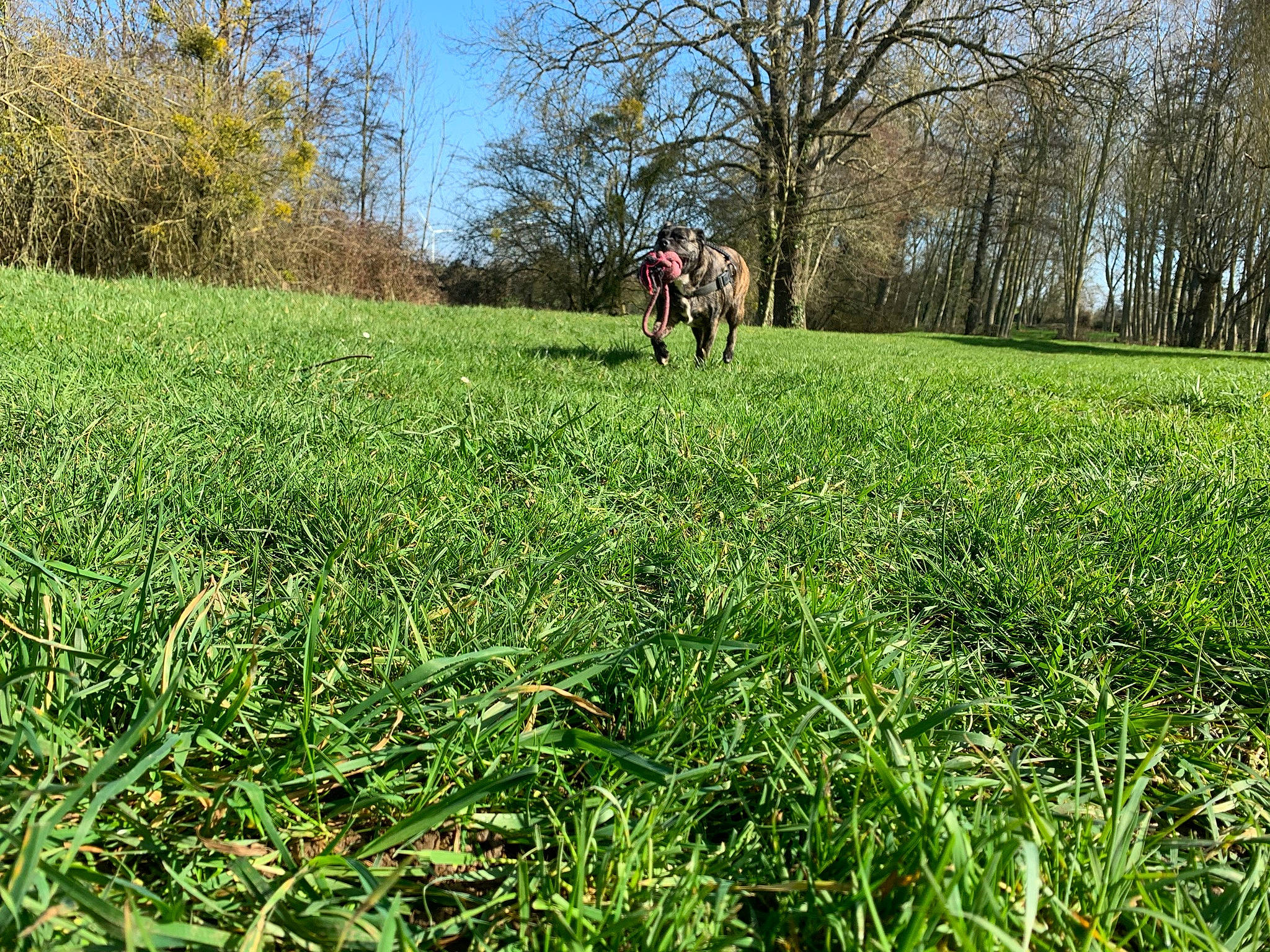 Layla participe au concours pour gagner de l'argent avec cette photo : agriculture, ecoregion, grass, grass_family, grassland, groundcover, horse, land_lot, landscape, meadow, natural_landscape, people_in_nature, plain, plant, plant_community, prairie, sky, terrestrial_plant, tree, working_animal