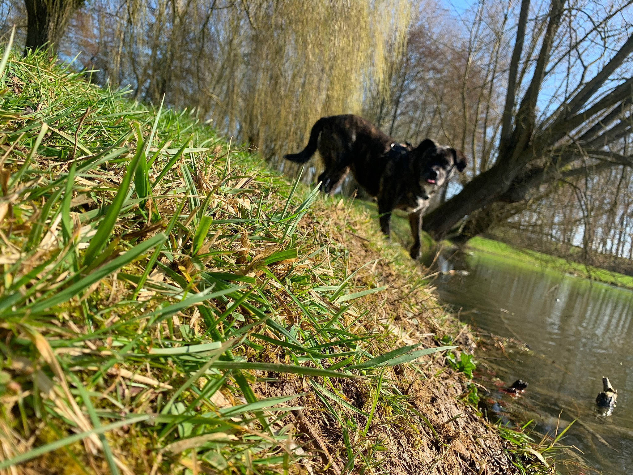 Layla participe au concours pour gagner de l'argent avec cette photo : canidae, carnivore, dog, dog_breed, forest, grass, groundcover, natural_landscape, plant, recreation, sky, sporting_group, tail, trail, tree, water, wildlife, wood, woodland, working_animal