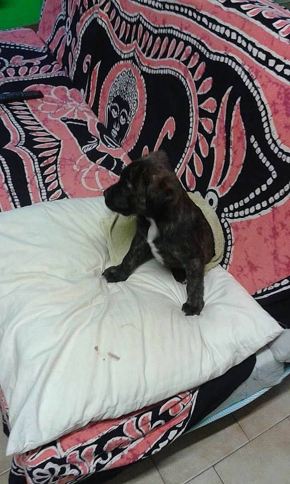 Layla a rejoint le concours — aidez-le/la à gagner de superbes lots ! bed, bedding, carnivore, comfort, companion_dog, couch, dog, dog_breed, dog_supply, fawn, felidae, fur, grey, linens, pattern, small_to_medium_sized_cats, studio_couch, tail, whiskers, working_animal