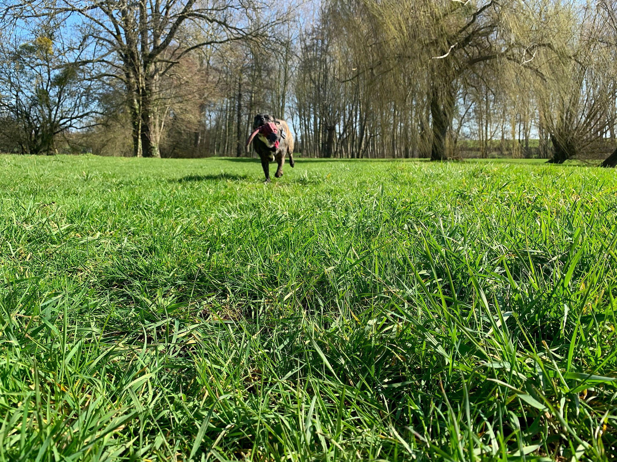 Layla participe au concours pour gagner de l'argent avec cette photo : agriculture, field, grass, grassland, groundcover, land_lot, landscape, lawn, leaf, meadow, natural_environment, natural_landscape, nature, people_in_nature, plant, prairie, shrub, sky, terrestrial_plant, tree