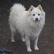 Pato participe au concours pour gagner de l'argent avec cette photo : alert, animal, canine, companion, curious, dog, ears, earth, fluffy, friendly, fur, ground, mammal, nature, outdoor, pet, portrait, standing, tail, white_dog