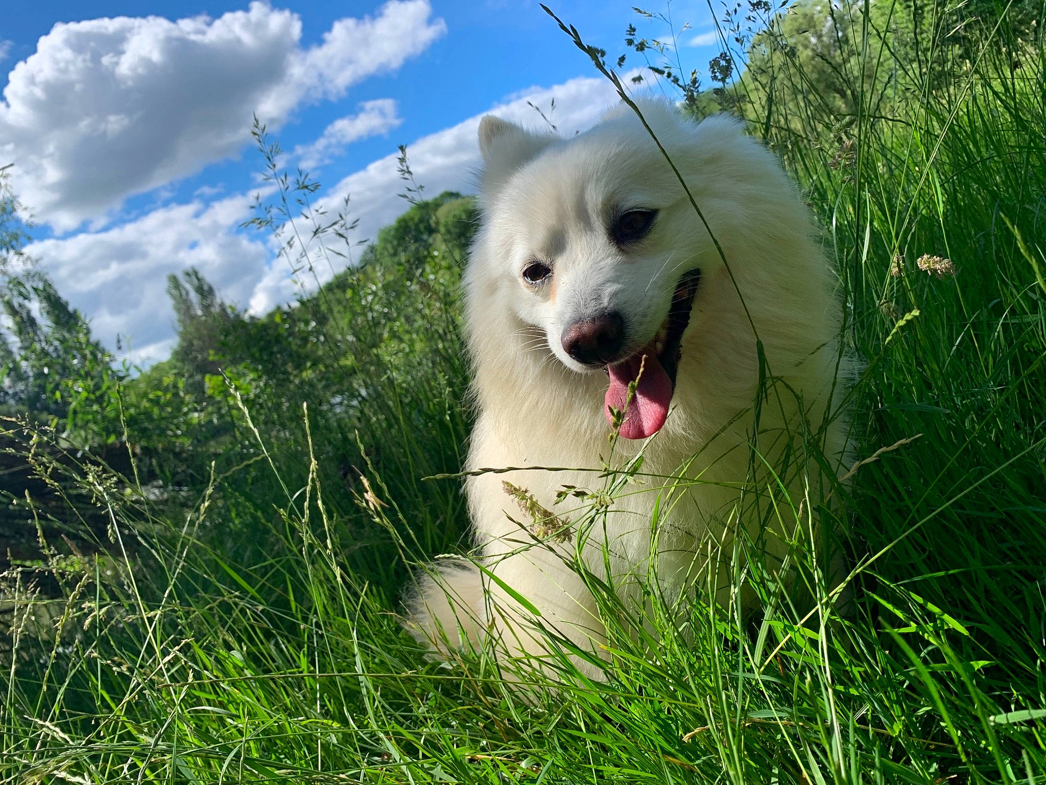 Pato a rejoint le concours — aidez-le/la à gagner de superbes lots ! american_eskimo_dog, canidae, carnivore, cloud, companion_dog, cumulus, dog, dog_breed, fang, grass, grassland, pasture, plant, sky, sporting_group, terrestrial_animal, tree, volpino_italiano, whiskers, working_animal