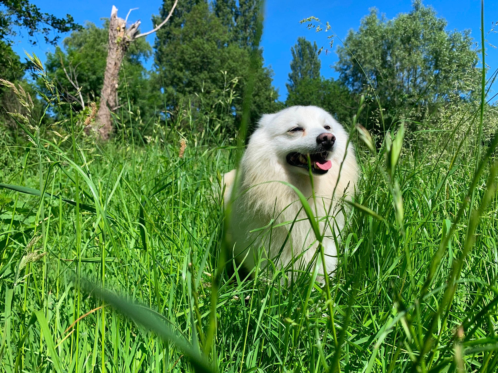 Pato a rejoint le concours — aidez-le/la à gagner de superbes lots ! canidae, carnivore, companion_dog, dog, dog_breed, german_spitz, grass, grassland, non_sporting_group, plant, prairie, sky, snout, spitz, sporting_group, tree, vehicle_registration_plate, volpino_italiano
