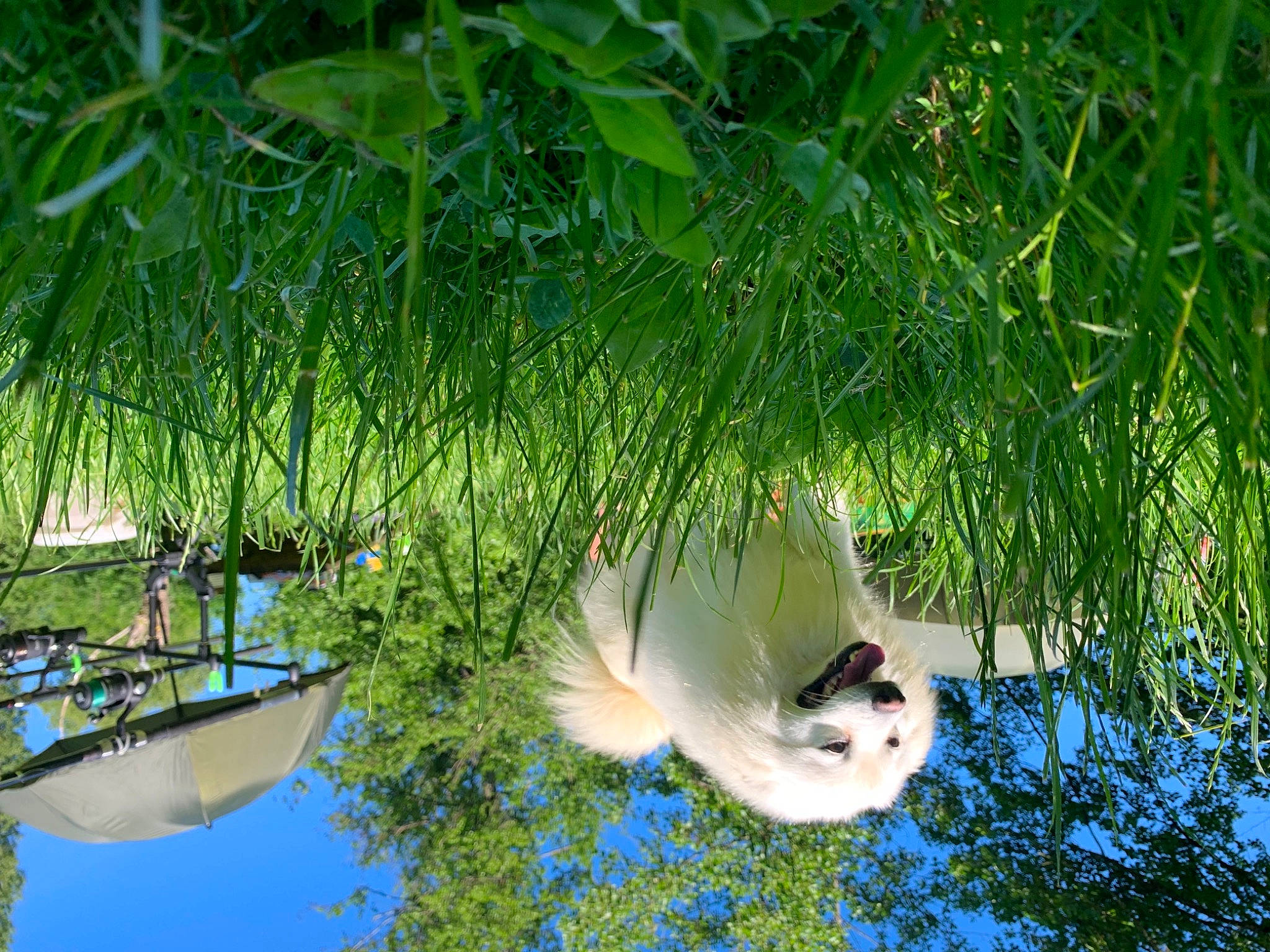 Pato a rejoint le concours — aidez-le/la à gagner de superbes lots ! beak, biome, body_of_water, botany, branch, grass, grass_family, lake, landscape, leisure, natural_landscape, organism, plant, terrestrial_plant, tree, vegetation, vertebrate, water, watercourse, wetland