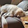Pato a rejoint le concours — aidez-le/la à gagner de superbes lots ! animal, blanket, comfort, couch, cozy, daylight, dog, fur, home, indoor, living_room, pet, relaxing, remote_control, resting, sleeping, sofa, white_dog, window, wooden_table