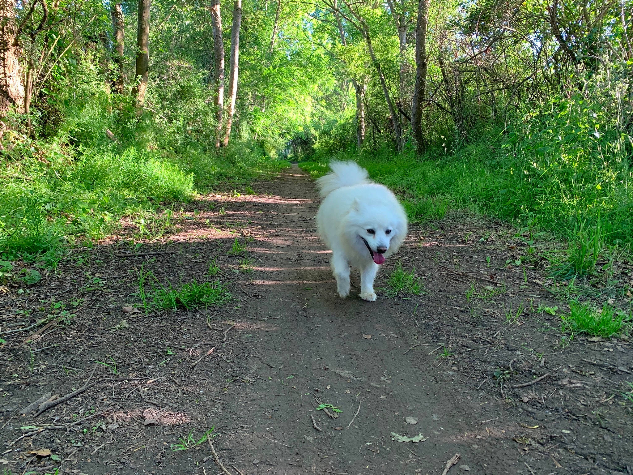 Pato a rejoint le concours — aidez-le/la à gagner de superbes lots ! canidae, carnivore, companion_dog, dog, dog_breed, fawn, forest, grass, groundcover, jungle, natural_landscape, plant, soil, sporting_group, tail, temperate_broadleaf_and_mixed_forest, trail, tree, woodland, working_animal