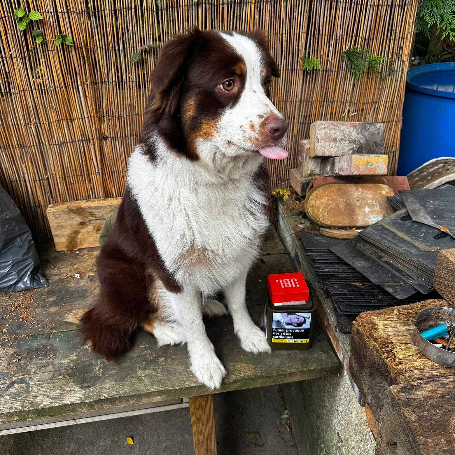 Freya a rejoint le concours — aidez-le/la à gagner de superbes lots ! dog, animal, pet, brown_and_white, fur, tongue_out, bench, wood, outdoor, plants, bricks, tiles, barrel, container, rustic, workshop, fur_texture, sitting, cute, tongue
