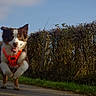 Freya a rejoint le concours — aidez-le/la à gagner de superbes lots ! dog, running, orange_harness, outdoor, hedge, grass, road, sky, daylight, motion_blur, animal, pet, happy, active, nature, canine, playful, brown, white, energetic