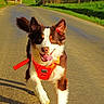 Freya a rejoint le concours — aidez-le/la à gagner de superbes lots ! dog, running, orange_harness, outdoor, road, sunny, happy, tongue_out, ears_up, brown_and_white, canine, pet, playful, energetic, daytime, nature, grass, leash, walking, animal