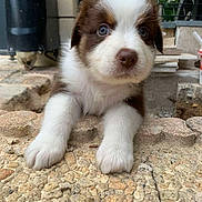 Freya participe au concours pour gagner de l'argent avec cette photo : puppy, dog, brown_and_white, blue_eyes, outdoor, stone_surface, curious, young_dog, animal, pet, close_up, paws, resting, background_blur, nature, construction_materials, fence, cute, fur, small