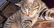 Flash a rejoint le concours — aidez-le/la à gagner de superbes lots ! animal, background, cat, chair, closeup, clutter, curious, domestic_cat, furniture, glass, glass_object, indoor, paw, pet, resting, striped, tabby_cat, table, wood, wooden_table