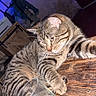 Flash a rejoint le concours — aidez-le/la à gagner de superbes lots ! cat, tabby_cat, glass, wooden_table, paw, indoor, furniture, clutter, curious, striped, animal, pet, resting, closeup, domestic_cat, table, wood, glass_object, chair, background