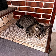 Flash a rejoint le concours — aidez-le/la à gagner de superbes lots ! cat, tabby_cat, pet, animal, indoor, mat, brick_wall, floor, tile, resting, feline, fur, whiskers, ears, paw, close_up, domestic, cute, relaxed, looking