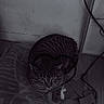 animal, black_and_white, cat, cozy, curled_up, electrical_cable, feline, floor, home, indoor, mat, pet, power_socket, quiet, resting, shadow, striped, tabby_cat, texture, wall