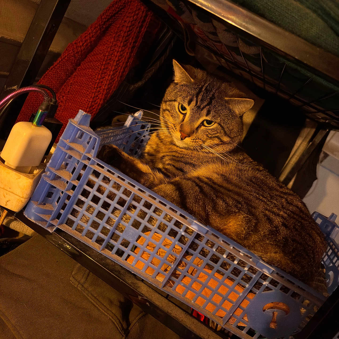 Flash participe au concours pour gagner de l'argent avec cette photo : cat, tabby_cat, basket, shelf, indoor, pet, feline, resting, orange_light, fabric, cord, plastic, household_items, cozy, fur, whiskers, clutter, relaxing, container, closeup