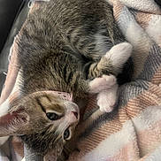 Jade is registered to the contest to win money with this photo: cat, kitten, tabby, white_paws, animal, pet, fur, whiskers, green_eyes, pink_nose, upside_down, lying_down, playful, cozy, blanket, plaid, indoor, cute, portrait, relaxed