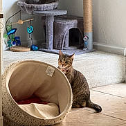 Diamond is registered to the contest to win money with this photo: alert, animal, basket, carpet, cat, cat_toys, cat_tree, collar, fur, home, indoors, living_room, pet, pet_bed, play_area, portrait, scratching_post, sitting, tabby_cat, tile_floor