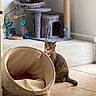 alert, animal, basket, carpet, cat, cat_toys, cat_tree, collar, fur, home, indoors, living_room, pet, pet_bed, play_area, portrait, scratching_post, sitting, tabby_cat, tile_floor