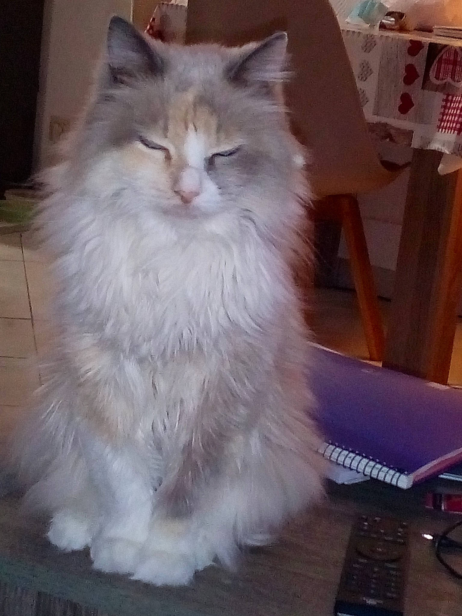 Nounou participe au concours pour gagner de l'argent avec cette photo : box, british_longhair, carnivore, cat, computer_keyboard, felidae, flooring, fur, hardwood, input_device, maine_coon, mobile_phone, paw, ragdoll, small_to_medium_sized_cats, snout, tail, telephone, whiskers, wood