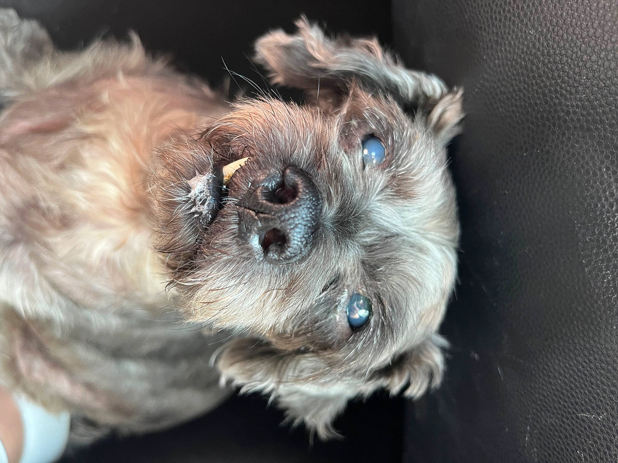 Bella joined the competition — help win amazing prizes! border_terrier, canidae, carnivore, companion_dog, dog, dog_breed, fawn, fur, liver, maltepoo, paw, puppy, puppy_love, small_terrier, sporting_group, terrestrial_animal, terrier, toy_dog, whiskers, working_animal