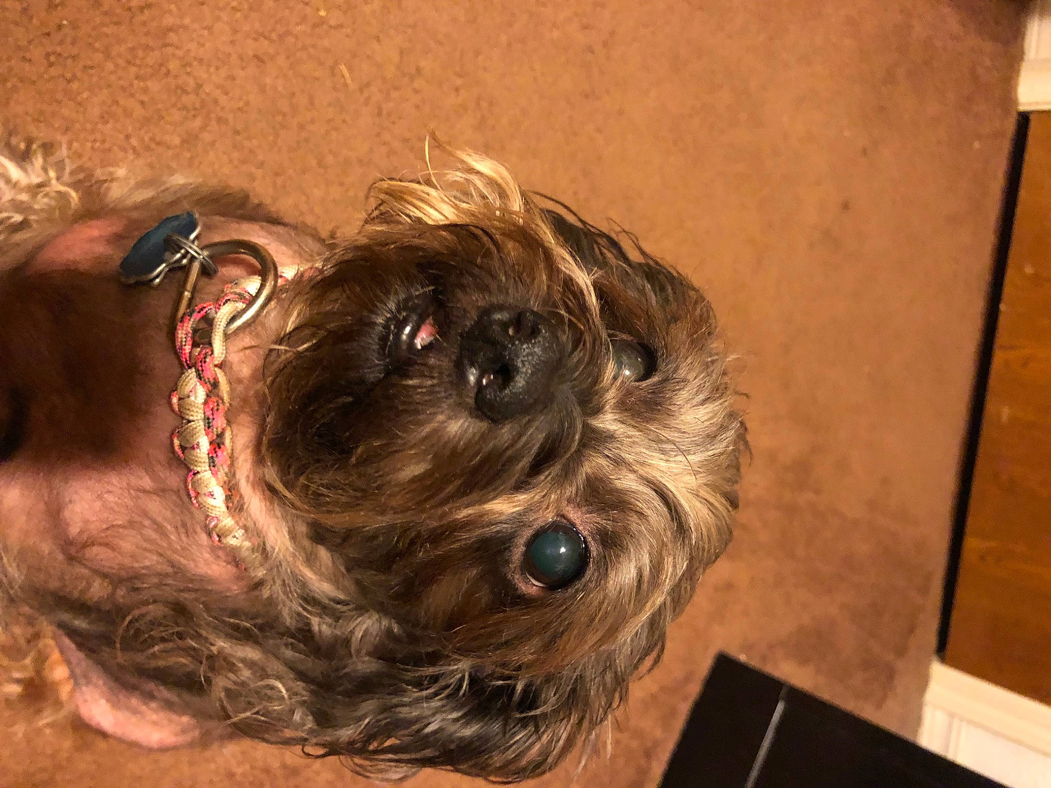 Bella is registered to the contest to win money with this photo: brown_hair, canidae, carnivore, companion_dog, dog, dog_breed, dog_supply, ear, eyewear, fawn, fur, liver, non_sporting_group, small_terrier, sporting_group, terrier, toy_dog, wood, working_animal, yorkipoo
