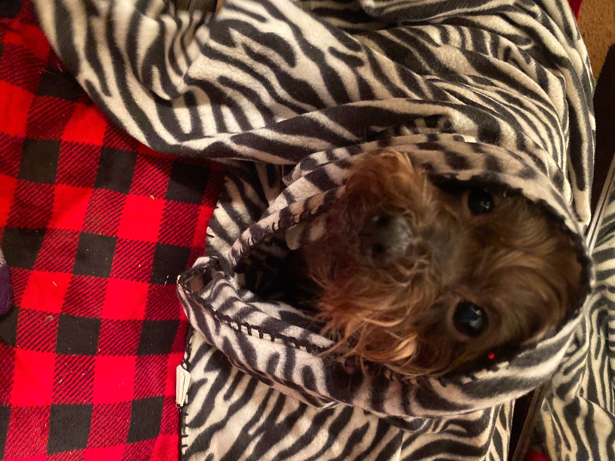 Bella joined the competition — help win amazing prizes! carnivore, companion_dog, dog, dog_breed, dog_clothes, dog_supply, fawn, felidae, fur, linens, liver, pattern, plaid, sleeve, snout, sporting_group, tartan, whiskers, wood, working_animal