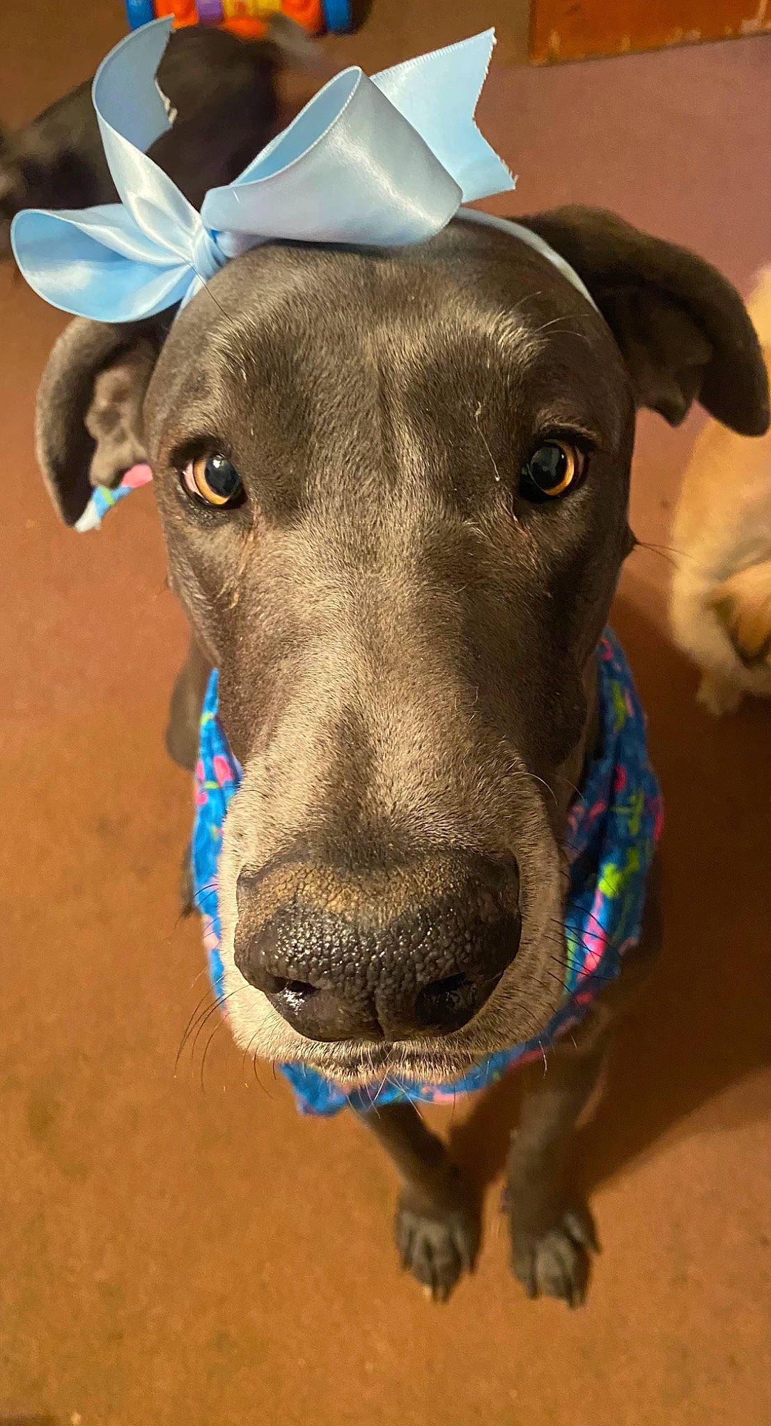 Sadie Sue is registered to the contest to win money with this photo: canidae, carnivore, collar, companion_dog, dobermann, dog, dog_breed, dog_collar, dog_supply, electric_blue, eye, fawn, head, liver, pet_supply, snout, sporting_group, terrestrial_animal, whiskers, working_animal