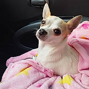 Nana participe au concours pour gagner de l'argent avec cette photo : dog, chihuahua, small_dog, pet, animal, portrait, blanket, pink_blanket, car, vehicle_interior, seated, white_fur, brown_fur, large_ears, dark_eyes, black_nose, cute, cozy, close_up, indoor