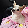 dog, chihuahua, small_dog, pet, animal, portrait, blanket, pink_blanket, car, vehicle_interior, seated, white_fur, brown_fur, large_ears, dark_eyes, black_nose, cute, cozy, close_up, indoor